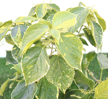 Acalypha Wilkesiana - Acalypha Tahiti